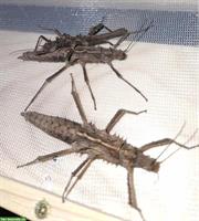 Tisamenus sp. Cagayan Eier zu verkaufen