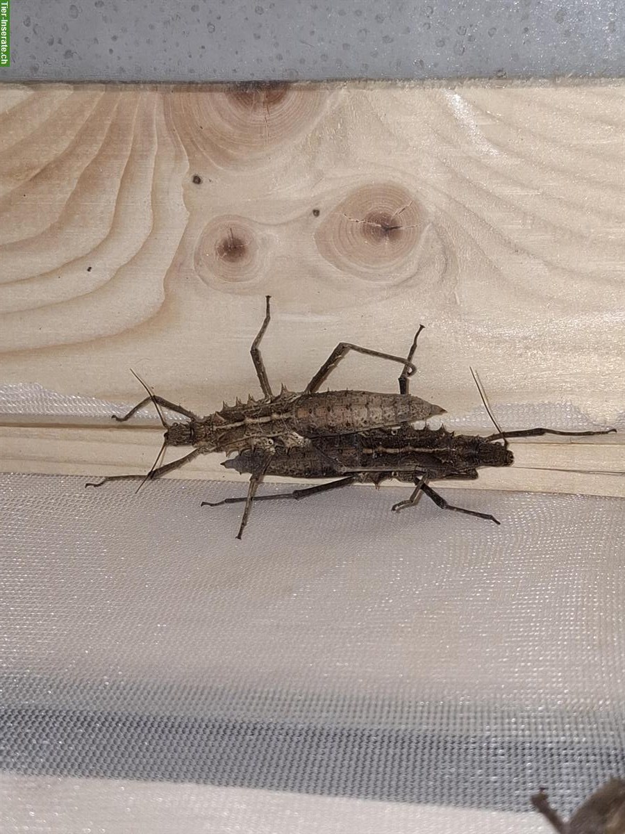 Bild 10: Tisamenus sp. Cagayan Eier zu verkaufen