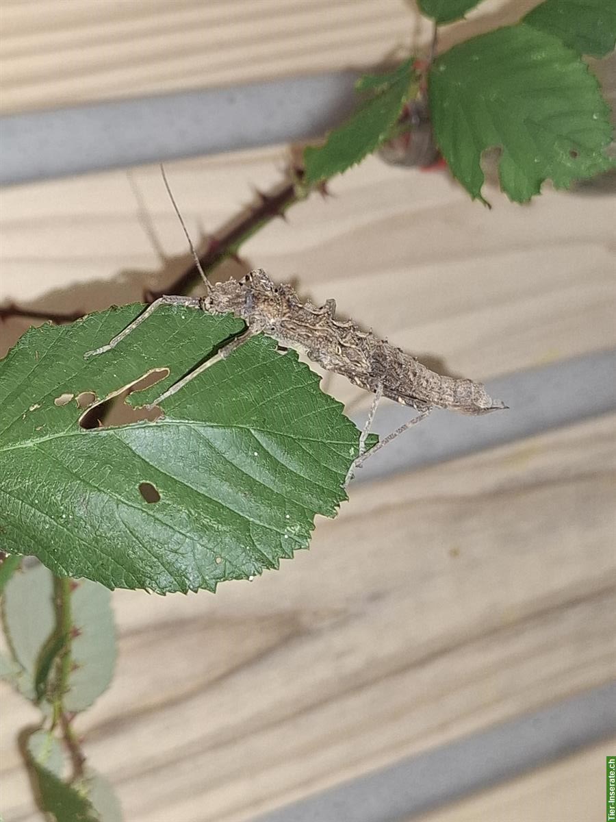 Bild 2: Tisamenus sp. Cagayan Eier zu verkaufen