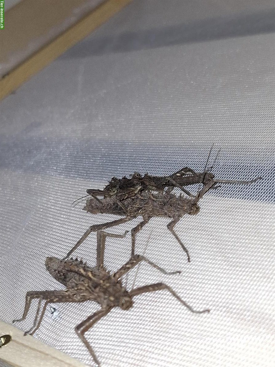 Bild 3: Tisamenus sp. Cagayan Eier zu verkaufen