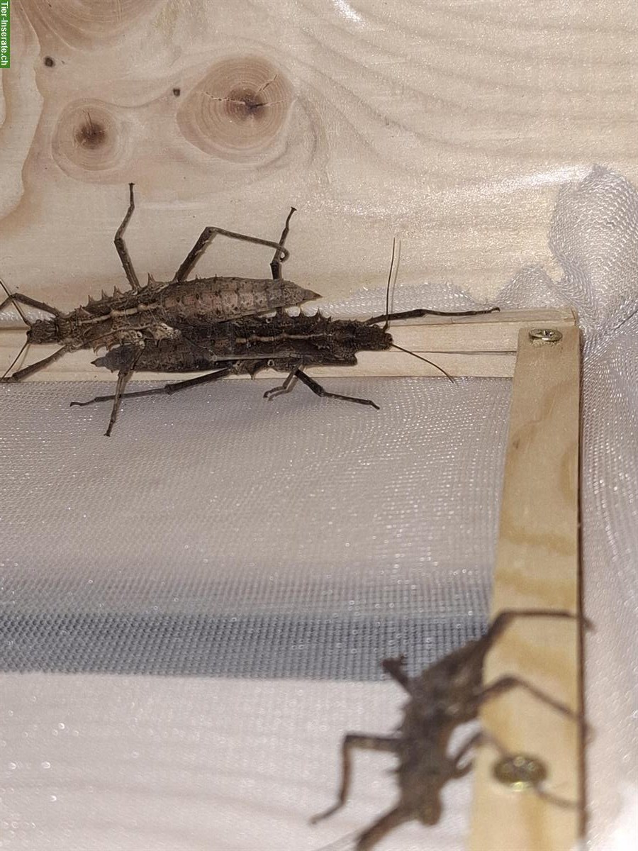 Bild 4: Tisamenus sp. Cagayan Eier zu verkaufen