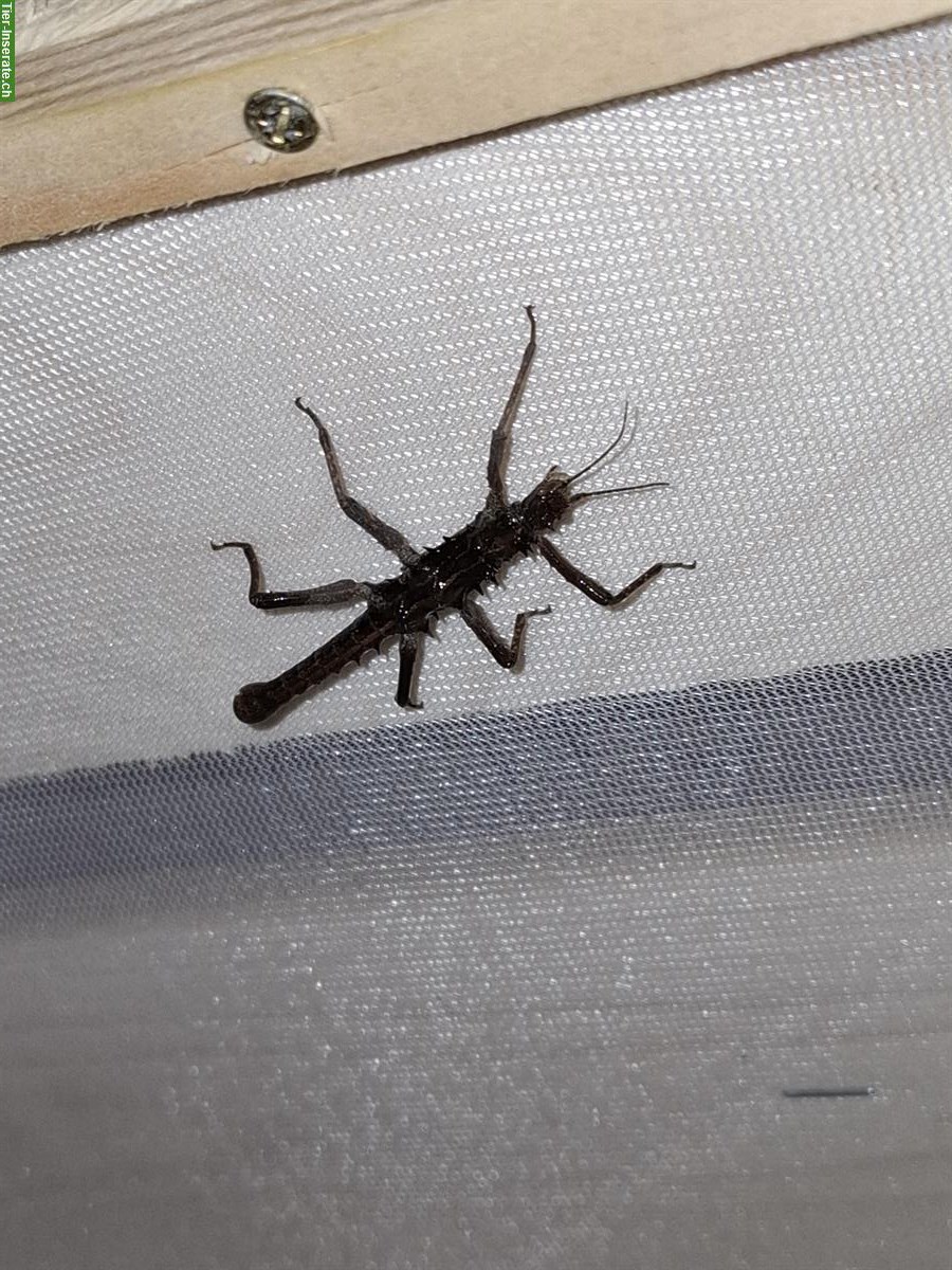 Bild 5: Tisamenus sp. Cagayan Eier zu verkaufen