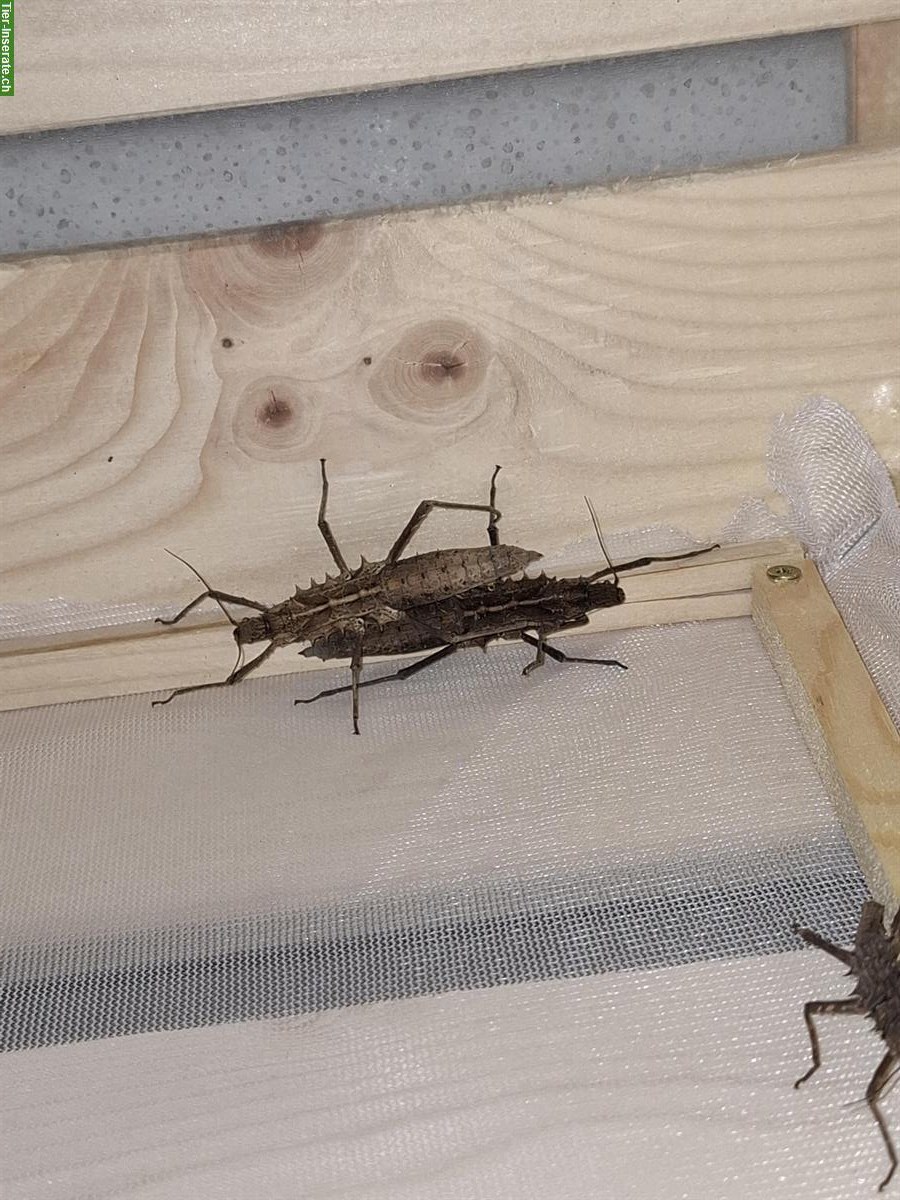 Bild 6: Tisamenus sp. Cagayan Eier zu verkaufen