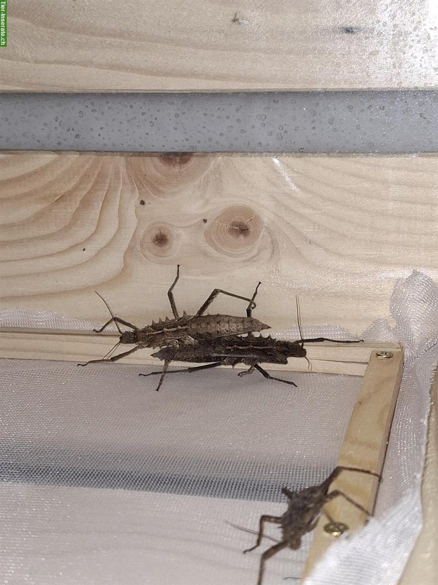 Bild 8: Tisamenus sp. Cagayan Eier zu verkaufen