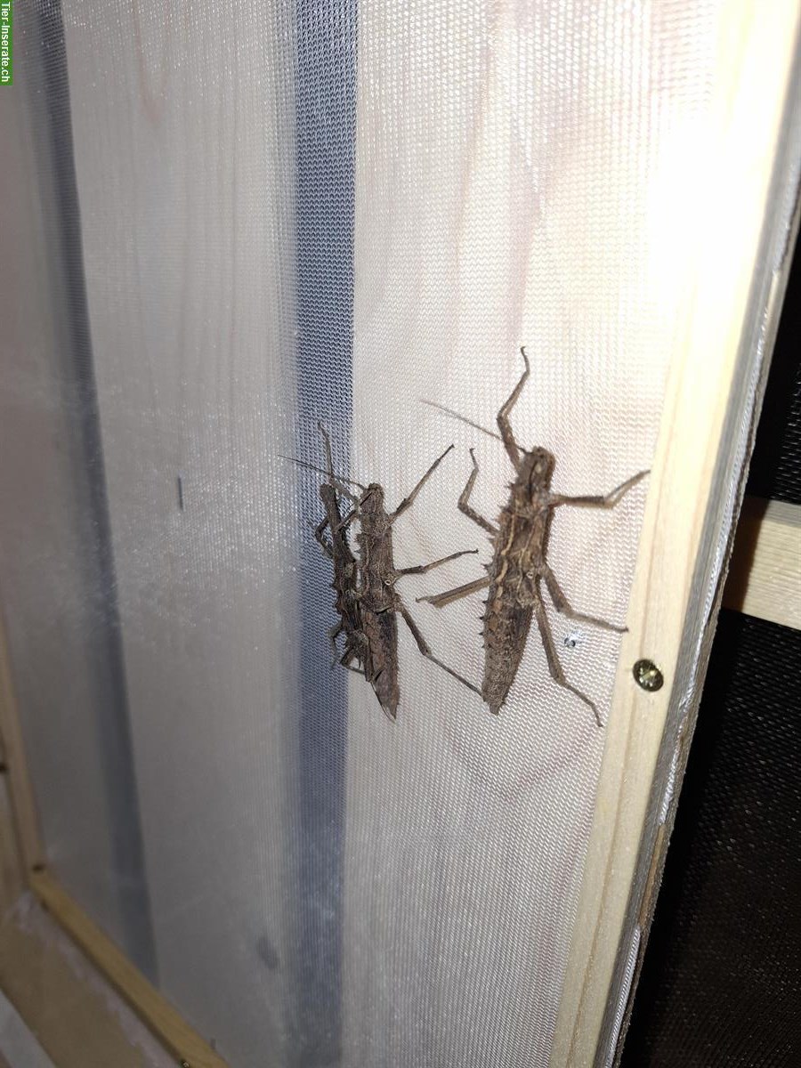 Bild 9: Tisamenus sp. Cagayan Eier zu verkaufen