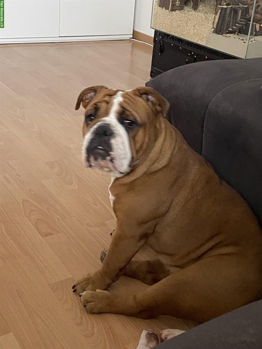Englische Bulldogge, 2.5 Jahre alt, lieb und zutraulich
