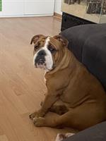 Englische Bulldogge, 2.5 Jahre alt, lieb und zutraulich