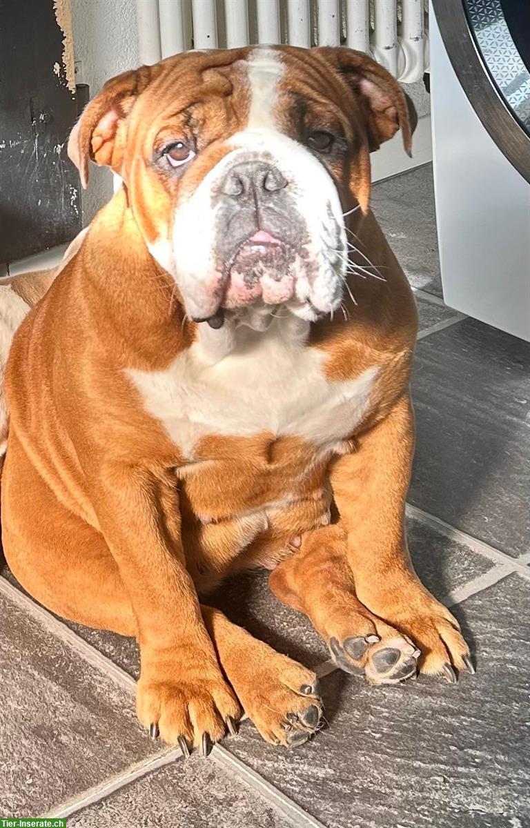 Bild 2: Englische Bulldogge, 2.5 Jahre alt, lieb und zutraulich
