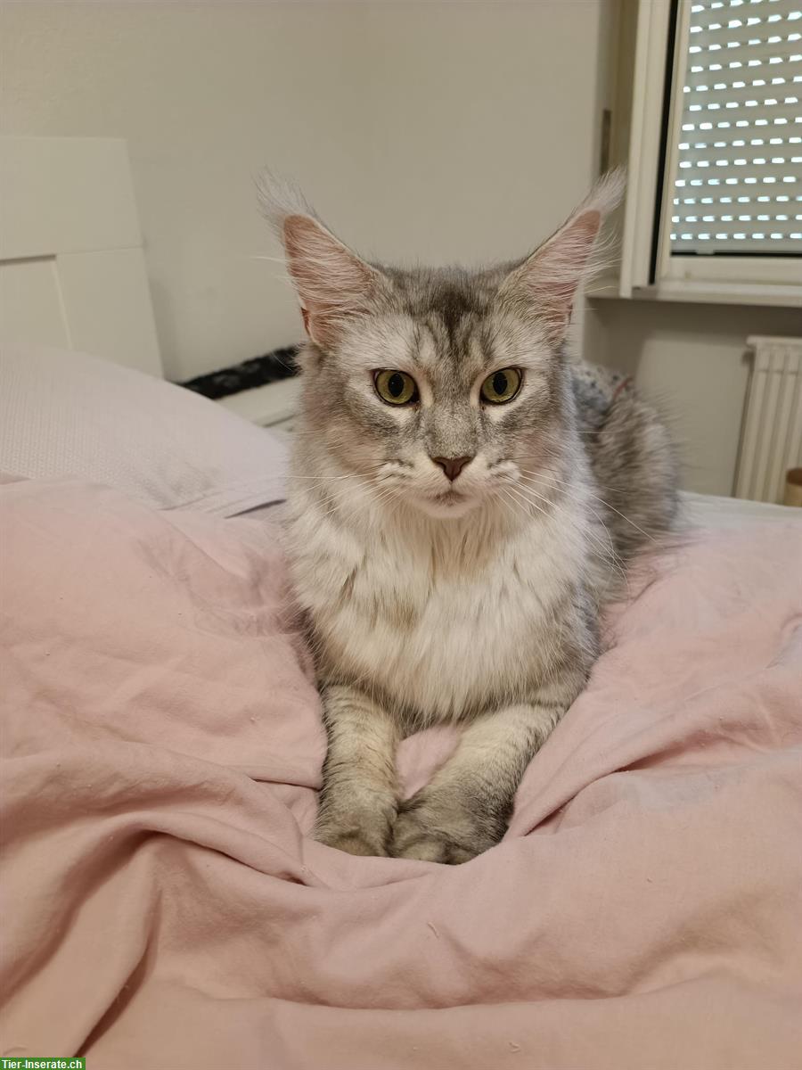Maine Coon Kätzin sucht Einzelplatz