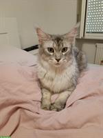 Maine Coon Kätzin sucht Einzelplatz
