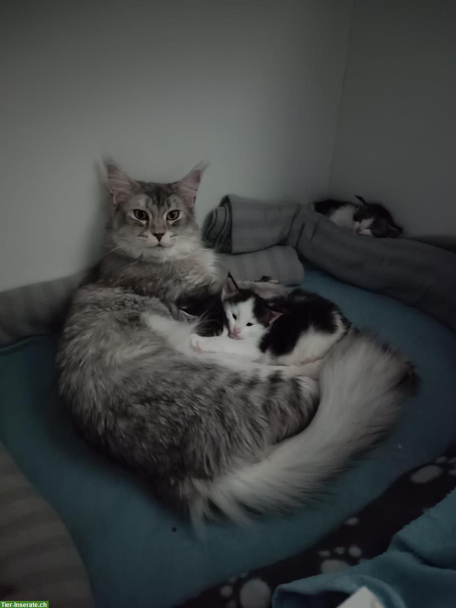 Bild 2: Maine Coon Kätzin sucht Einzelplatz