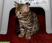 Junger Bengalkater sucht seinen Lebensplatz (aus Bengalzucht)