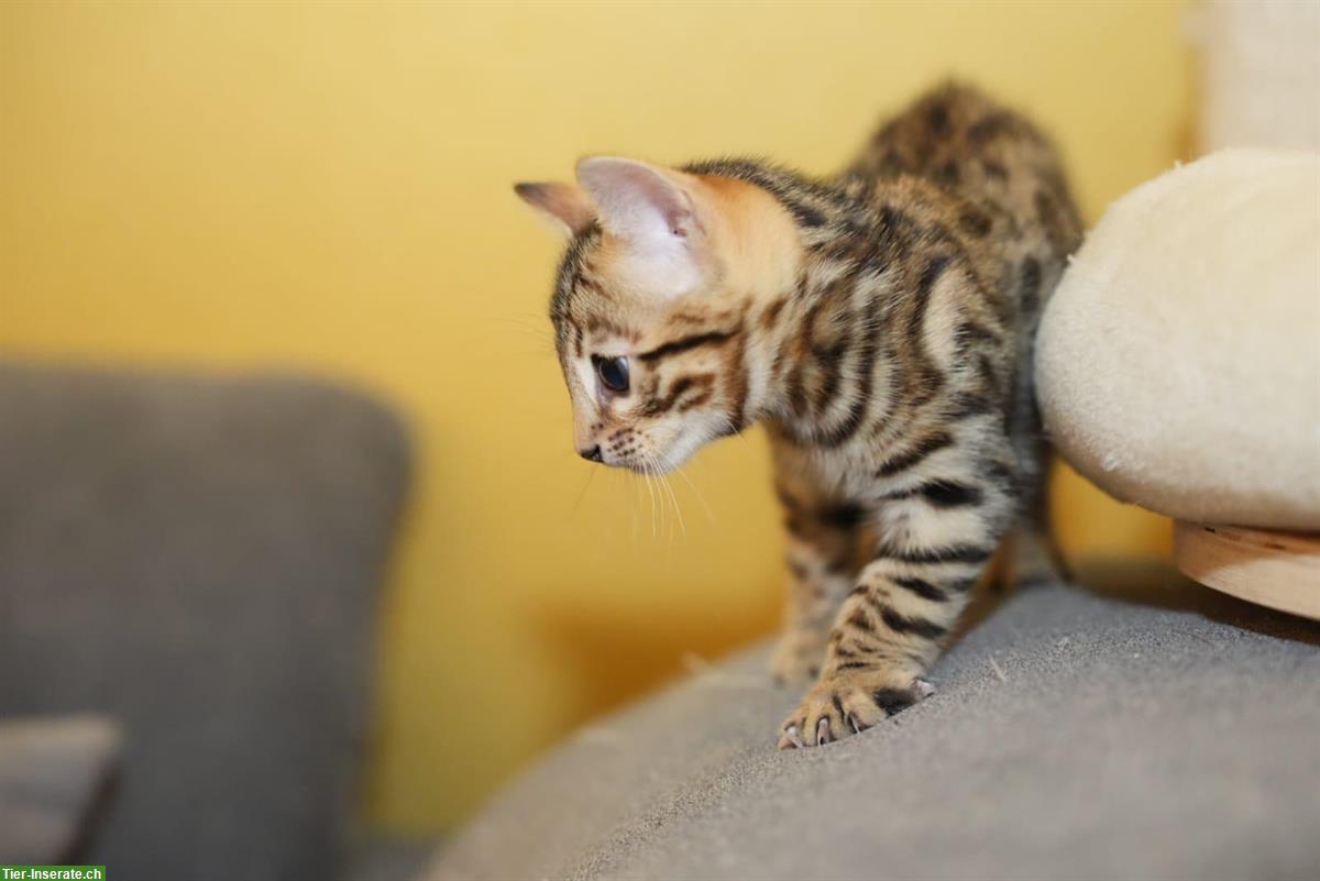 Bild 2: Junger Bengalkater sucht seinen Lebensplatz (aus Bengalzucht)