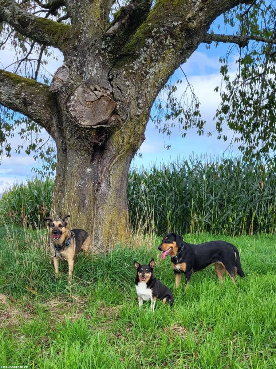 Mutter & Tochter mit Pferden, Hunden, Katzen suchen neues Zuhause