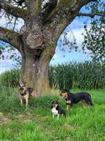 Mutter & Tochter mit Pferden, Hunden, Katzen suchen neues Zuhause