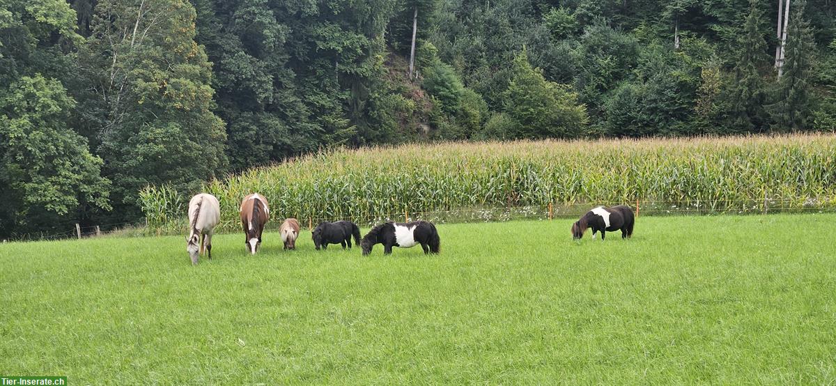 Bild 2: Mutter & Tochter mit Pferden, Hunden, Katzen suchen neues Zuhause