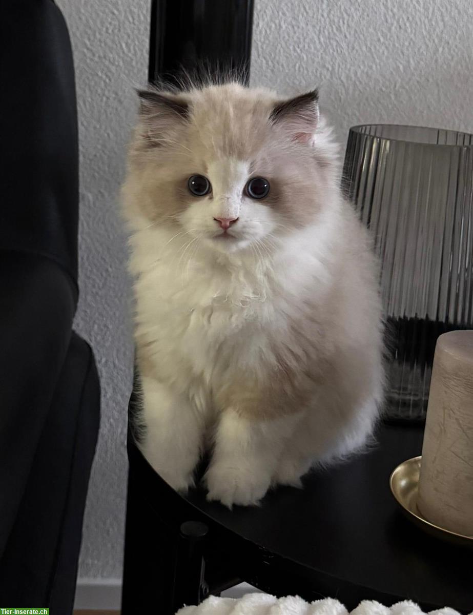 Ragdoll Kater Seal Bicolour mit Stammbaum