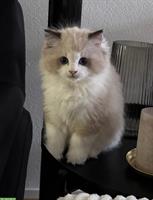 Ragdoll Kater Seal Bicolour mit Stammbaum