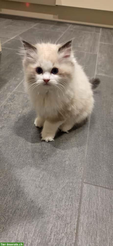 Bild 2: Ragdoll Kater Seal Bicolour mit Stammbaum