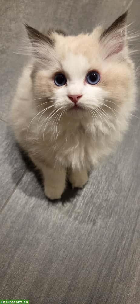 Bild 3: Ragdoll Kater Seal Bicolour mit Stammbaum