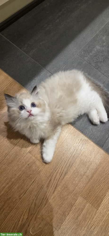 Bild 4: Ragdoll Kater Seal Bicolour mit Stammbaum
