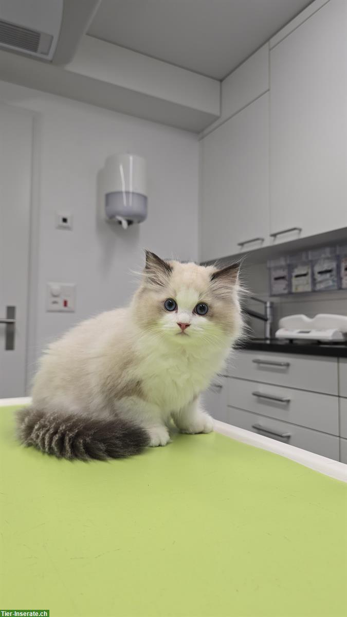 Bild 5: Ragdoll Kater Seal Bicolour mit Stammbaum
