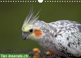 Bild 2: Zuchtpaar Pflaumenkopfsittiche zu verkaufen