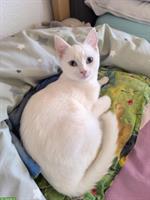 Taube weisse Katze sucht Zuhause als Wohnungskatze