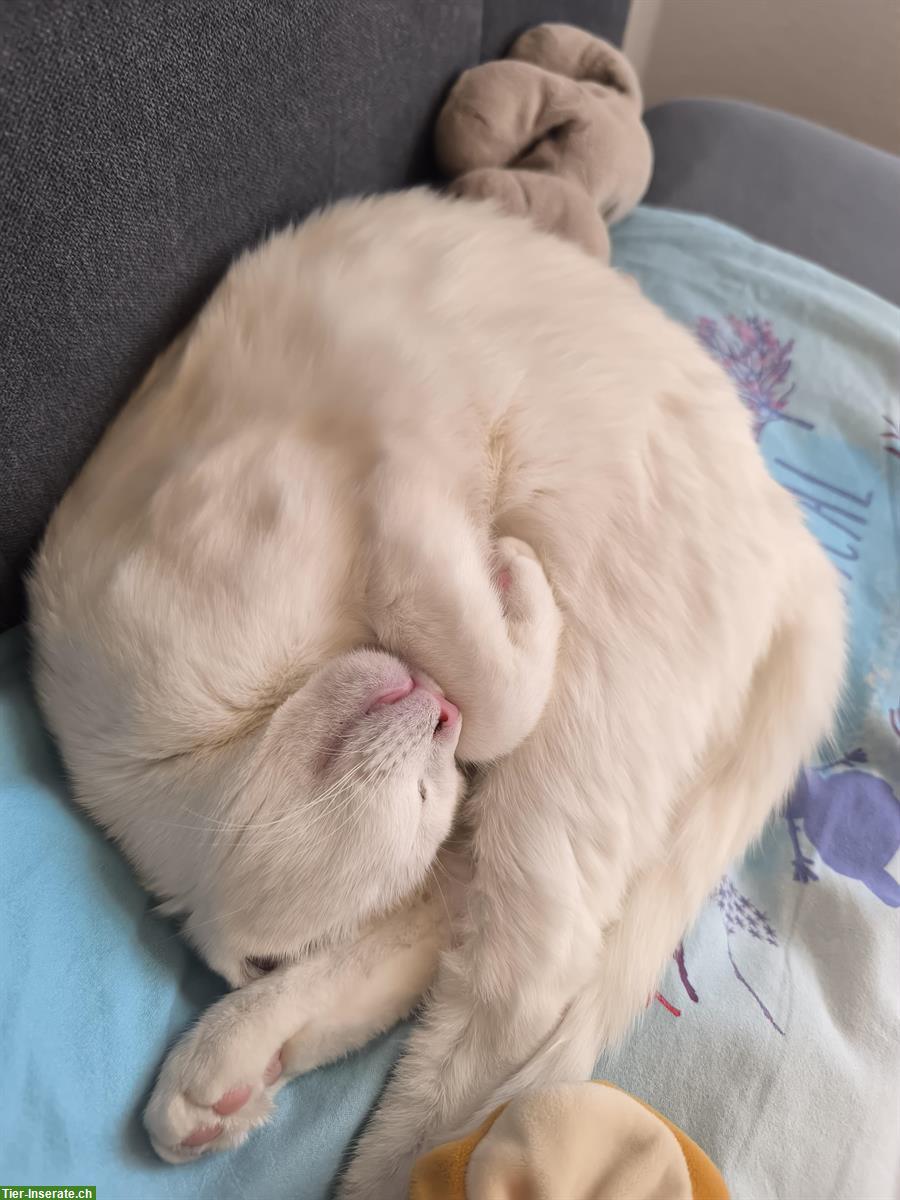 Bild 2: Taube weisse Katze sucht Zuhause als Wohnungskatze