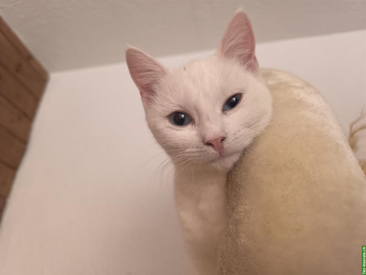 Bild 3: Taube weisse Katze sucht Zuhause als Wohnungskatze