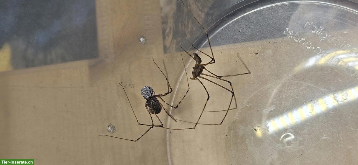 Bild 4: Nachzuchten exotischer Spinnen abzugeben
