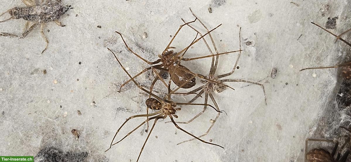 Bild 5: Nachzuchten exotischer Spinnen abzugeben