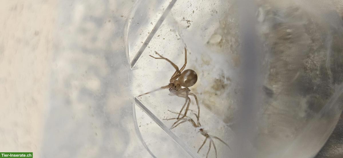 Bild 6: Nachzuchten exotischer Spinnen abzugeben