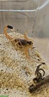 Todesskorpion (Leiurus quinquestriatus) vom Züchter