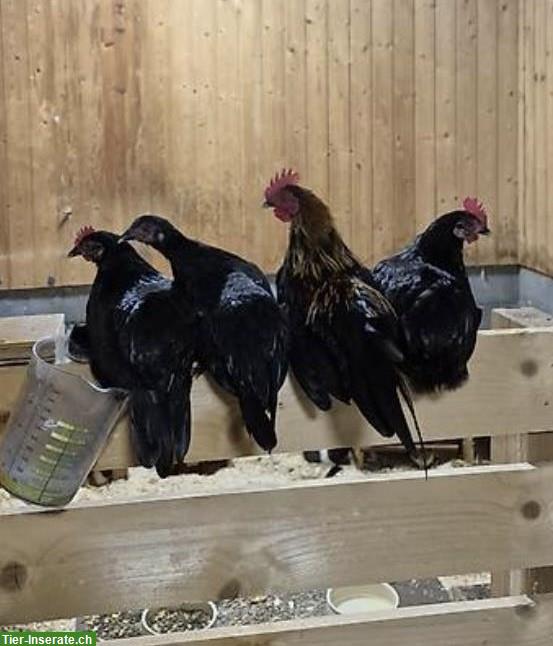Kleine Zwerghühner-Gruppe zu verkaufen