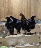 Kleine Zwerghühner-Gruppe zu verkaufen