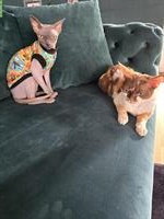 Devon Rex und Sphynx Katzen suchen ein Zuhause