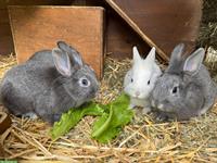 Handzahme Löwenköpfchen Zwergkaninchen abzugeben
