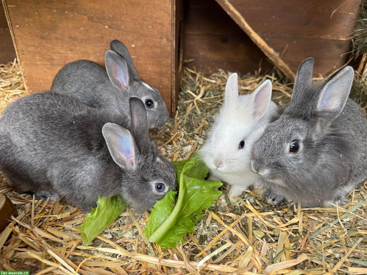 Bild 2: Handzahme Löwenköpfchen Zwergkaninchen abzugeben