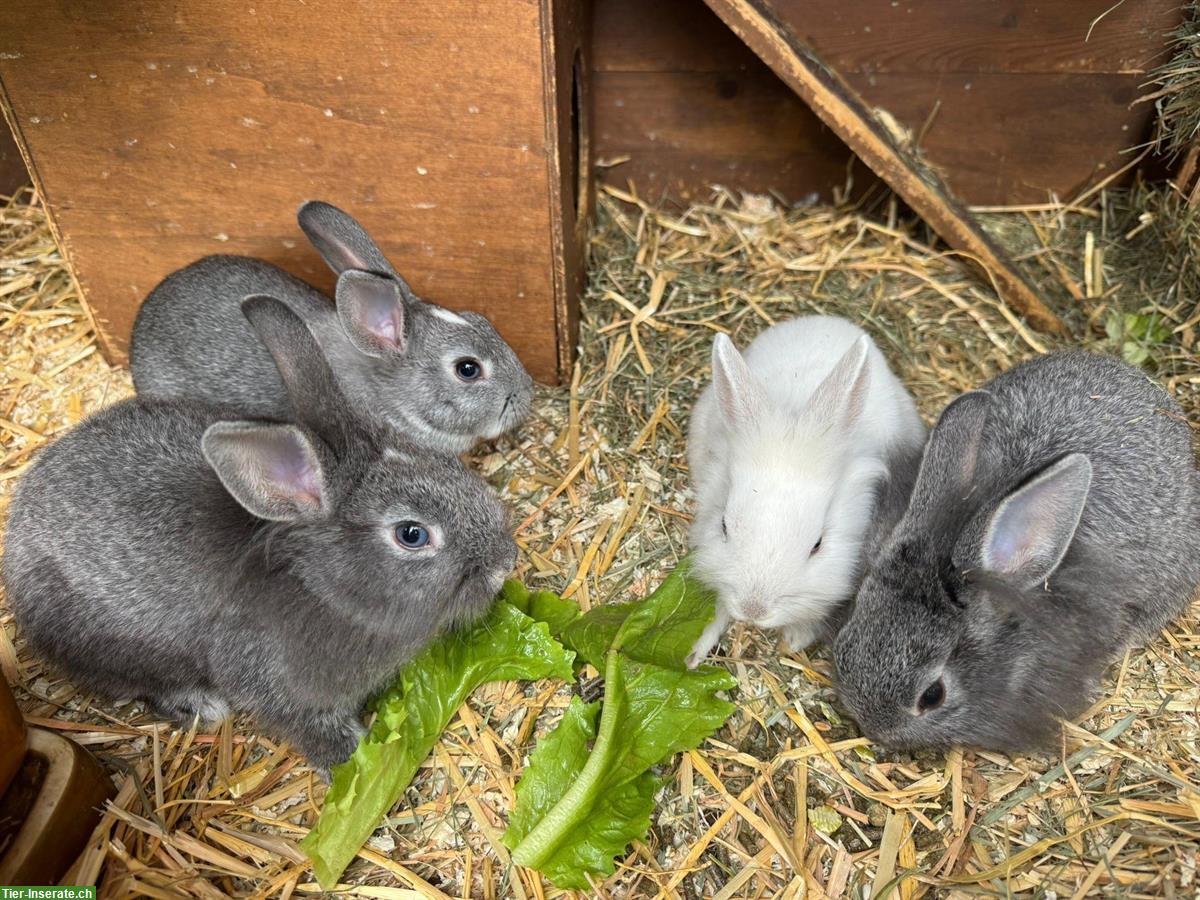 Bild 3: Handzahme Löwenköpfchen Zwergkaninchen abzugeben