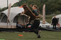 Erfahrene Hundetrainerin sucht Arbeit | Hundehotel, Gassi, Training