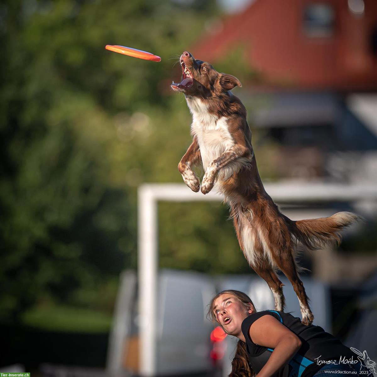 Bild 10: Erfahrene Hundetrainerin sucht Arbeit | Hundehotel, Gassi, Training