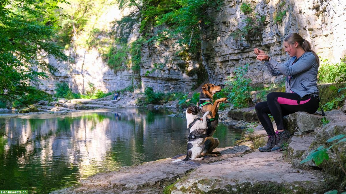 Bild 3: Erfahrene Hundetrainerin sucht Arbeit | Hundehotel, Gassi, Training