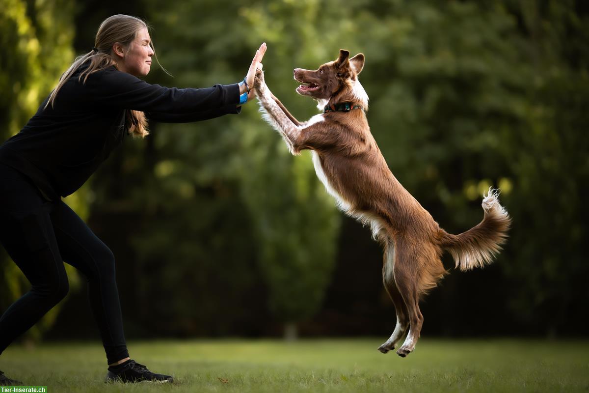 Bild 4: Erfahrene Hundetrainerin sucht Arbeit | Hundehotel, Gassi, Training