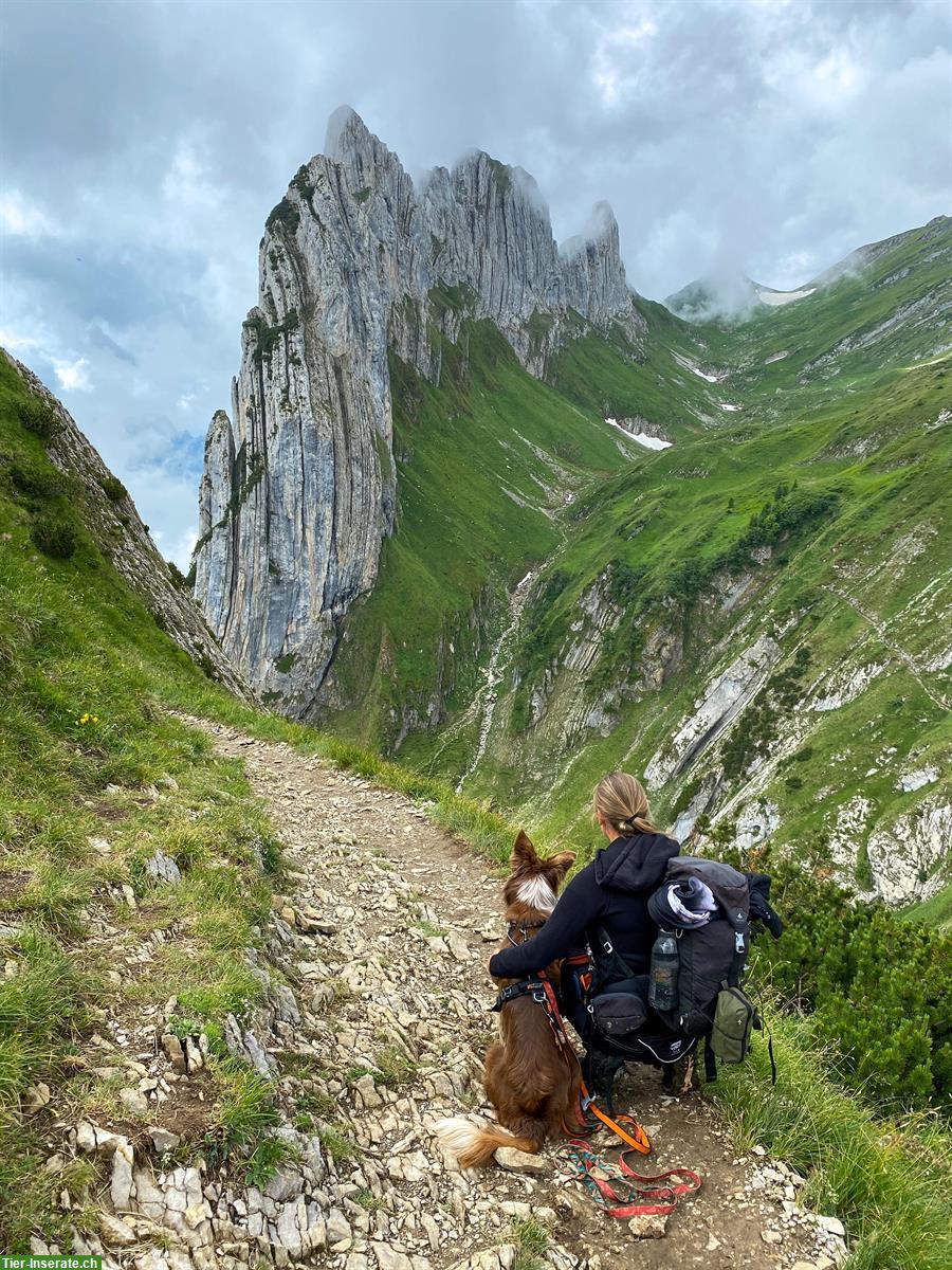 Bild 5: Erfahrene Hundetrainerin sucht Arbeit | Hundehotel, Gassi, Training