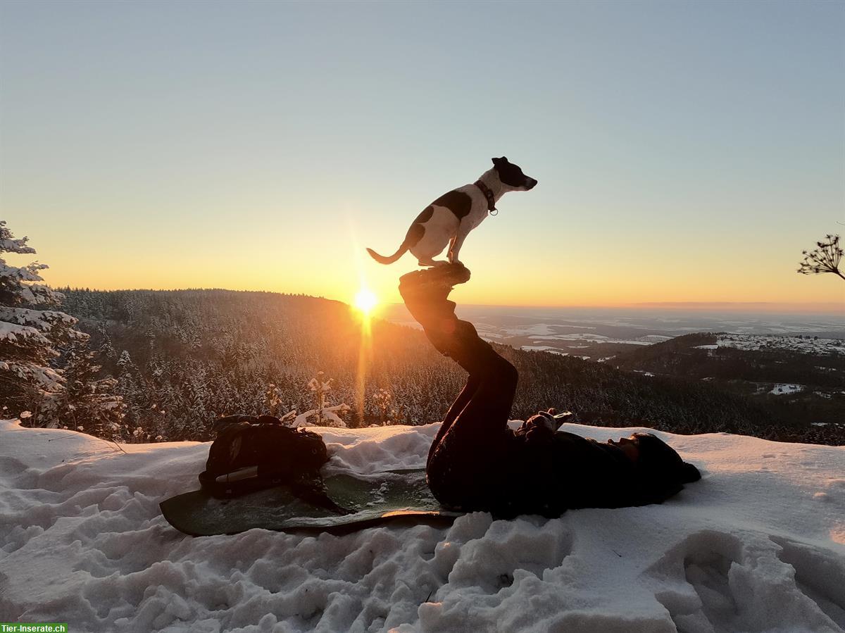Bild 6: Erfahrene Hundetrainerin sucht Arbeit | Hundehotel, Gassi, Training