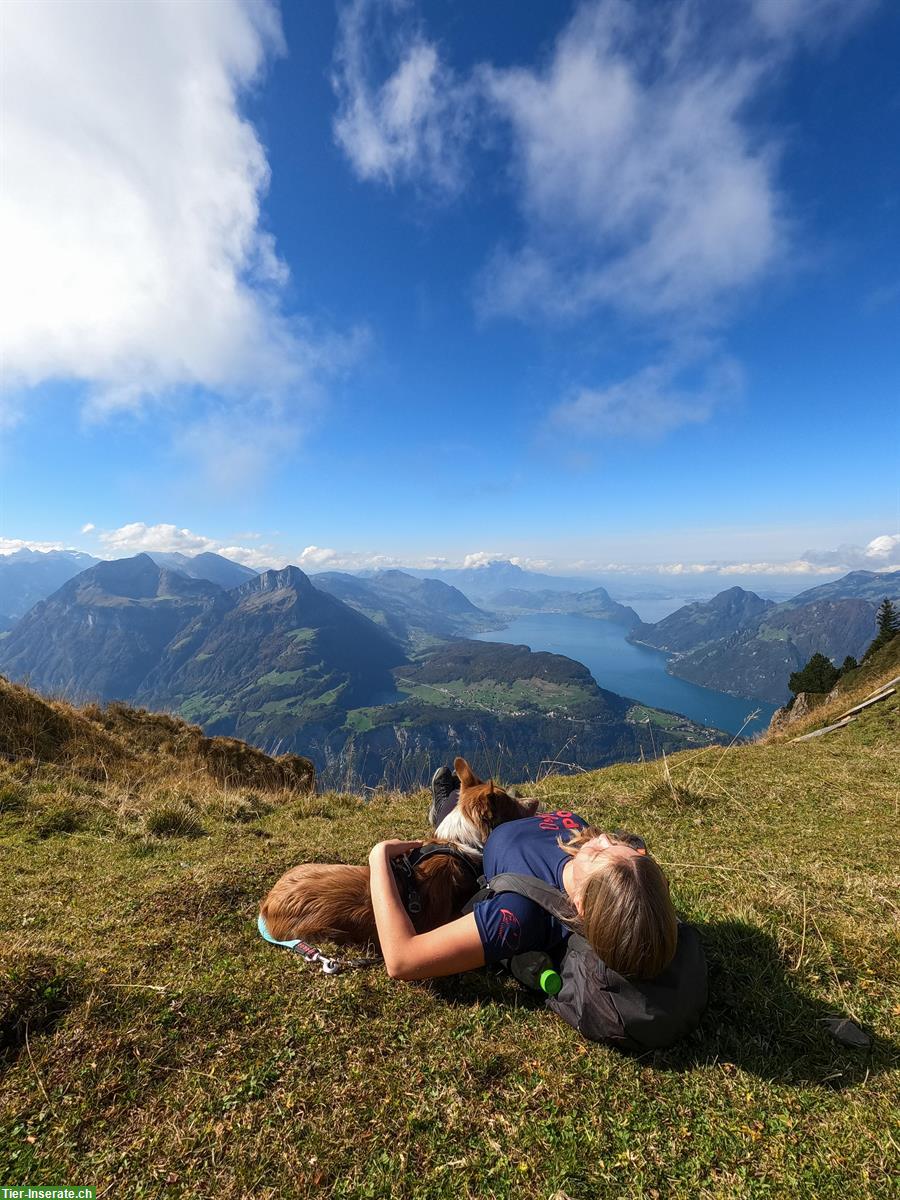 Bild 7: Erfahrene Hundetrainerin sucht Arbeit | Hundehotel, Gassi, Training