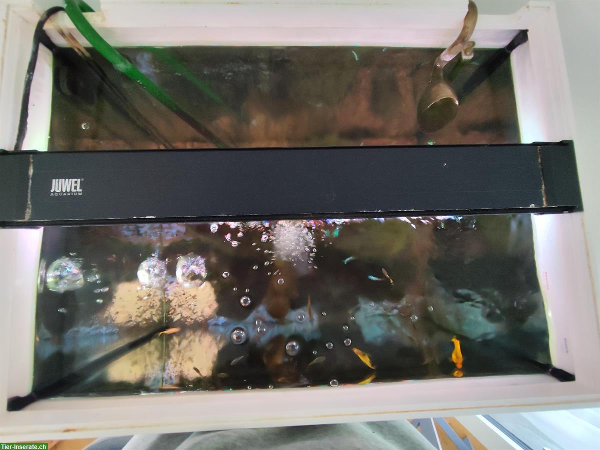 Bild 3: Juwel Aquarium Lido 200 LED – Komplettset