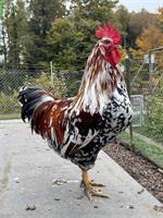 Schöner Blumenhuhn-Hahn vom Frühling 2025