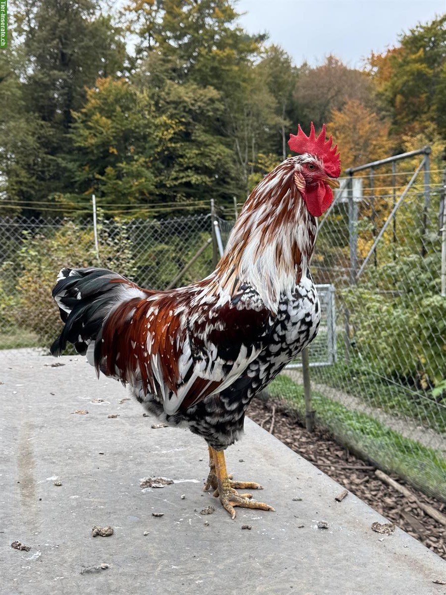 Bild 2: Schöner Blumenhuhn-Hahn vom Frühling 2025